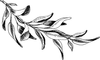 Parma Sole