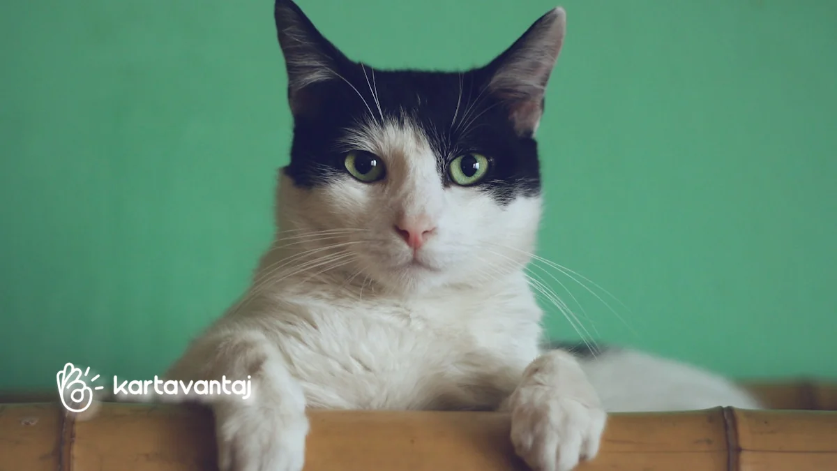 Garanti BBVA ile Evcil Hayvan & Petshop Harcamalarında Maksimum Avantaj