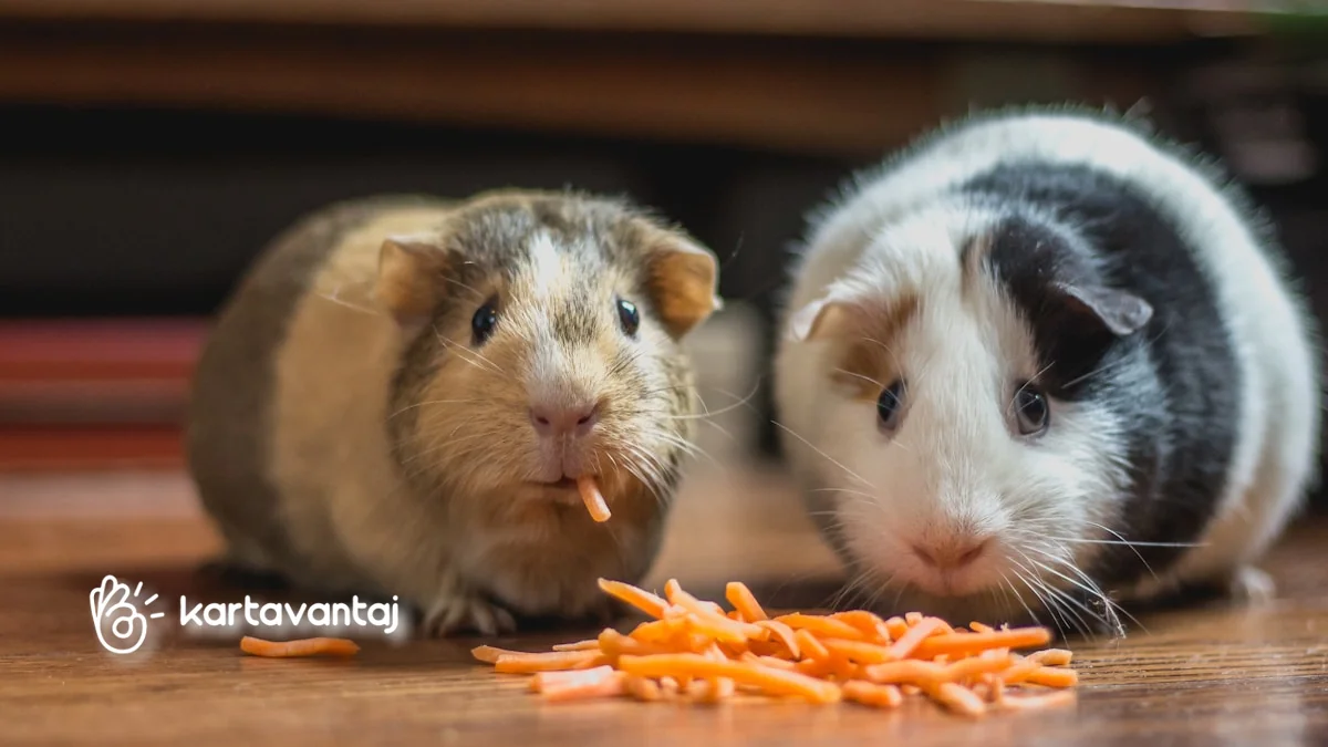Garanti BBVA Kampanyaları: Evcil Hayvan & Petshop Kategorisinde Öne Çıkan Teklifler