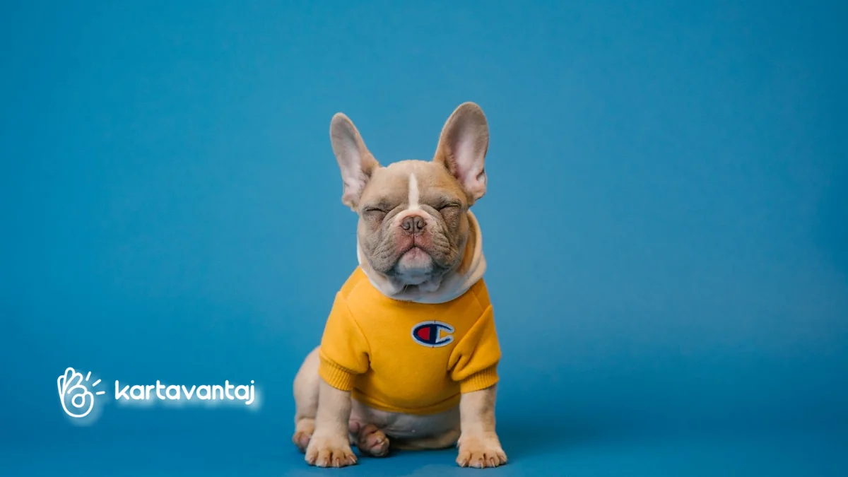 Yapı Kredi ile Evcil Hayvan & Petshop Harcamalarında Maksimum Avantaj